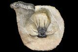 Spiny Dicranurus Trilobite With Crotalocephalina #154305-3